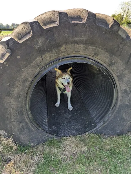 Cheveley Dog Park secure private dog field in Park Rd Newmarket, CB8 9DF