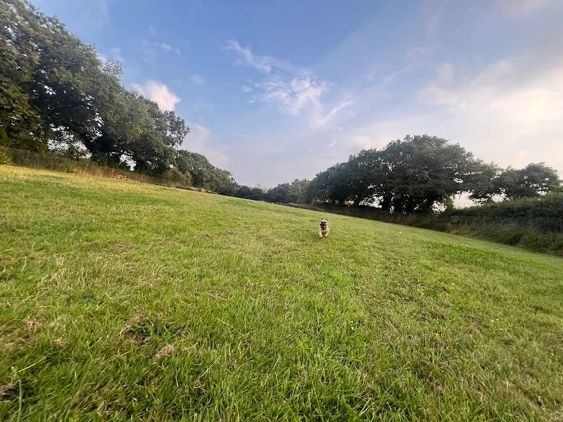 Sotherton Dog Meadow secure private dog field in Halesworth, IP19 8NP