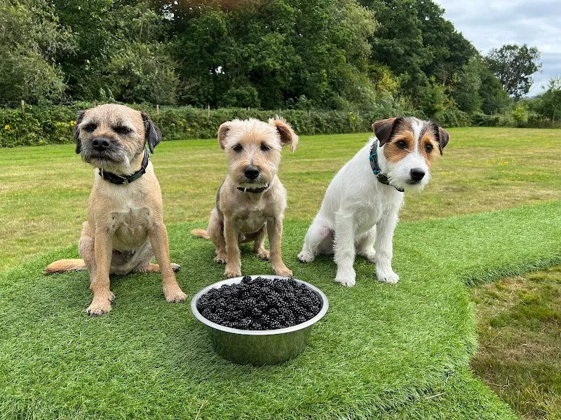 Lovehurst Paddock Dog Exercise Field secure private dog field in Staplehurst, TN12 0HQ