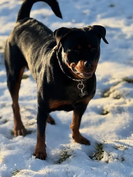 Bold Bark secure private dog field in Blackburn, BB1 2PH