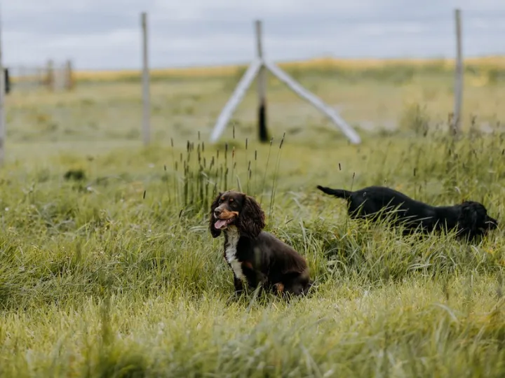 Mocketts Farm Dog Field secure private dog field in Isle of Sheppey, ME124BQ
