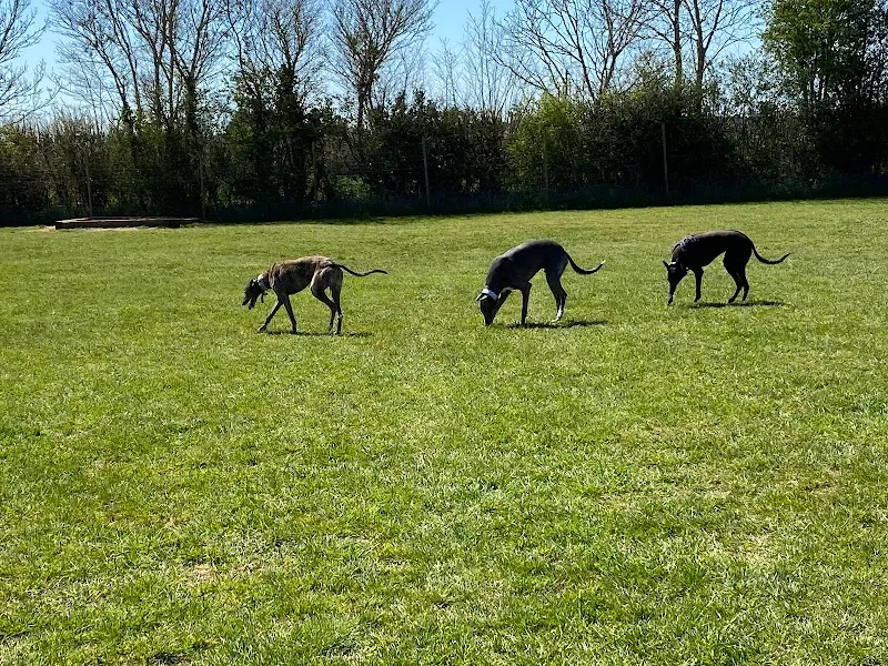 Hoecrossfields secure private dog field in Waterlooville, PO7 4RG