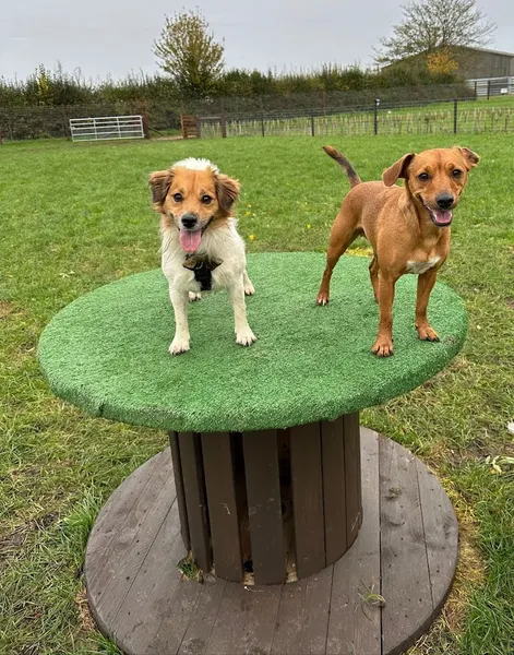 Lodge Farm Dog Park secure private dog field in Thorney, PE6 0PB