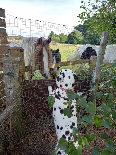 Oak Paddock secure private dog field in Dorset, BH16 5NB