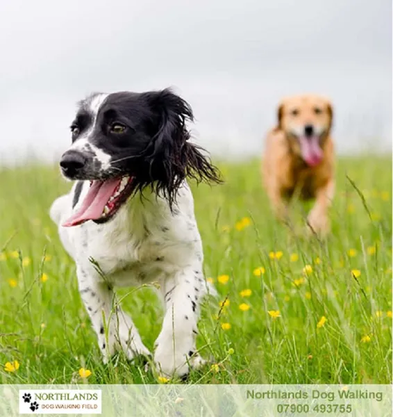 Northlands Dog Walking secure private dog field in Wisborough Green, RH14 0QJ