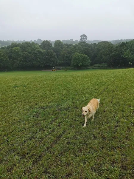 My Dog Field - Cuddington secure private dog field in CW8 2TJ