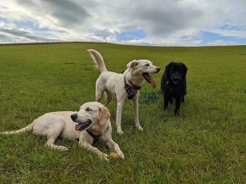 My Dog Field - Cuddington secure private dog field in CW8 2TJ