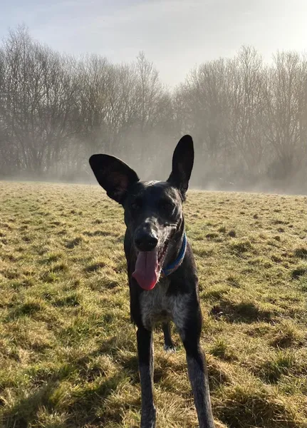 The Dog Walking Field - Bungay secure private dog field in The Dog Walking Field – Bungay Road Beccles Bungay, NR35 1TW