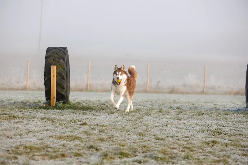 Dog Walking Field MK secure private dog field in Castlethorpe, MK19 7ES