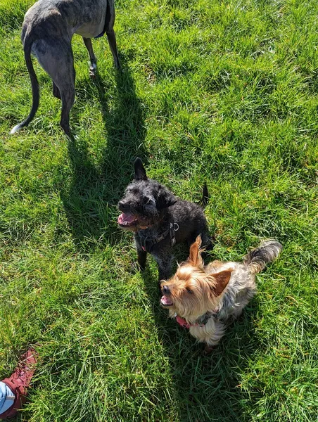 Unleashed at Laurney Lodge secure private dog field in Laurencekirk, AB30 1SQ