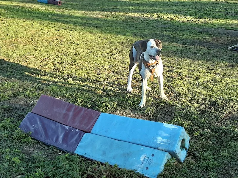 The Acres Hildenborough secure private dog field in Tonbridge, TN11 8LT