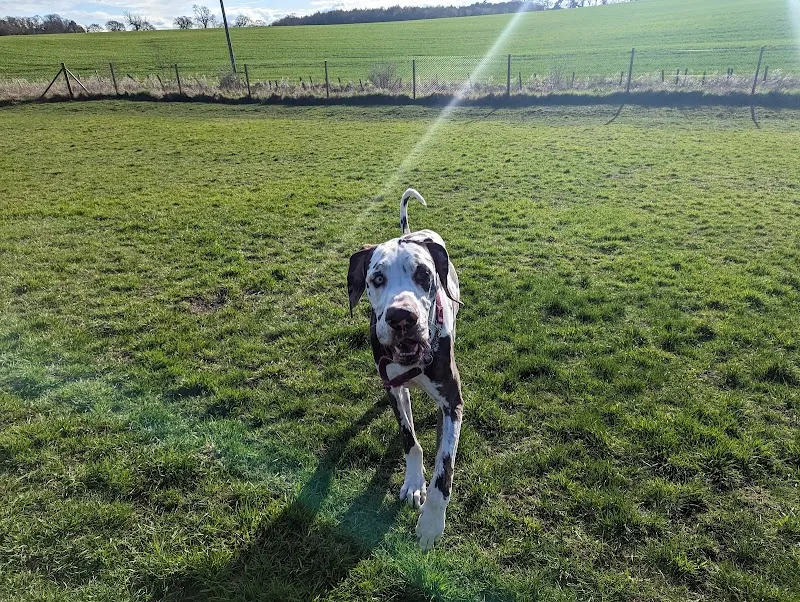 Run Free Dog Fields - South Queensferry secure private dog field in South Queensferry, EH30 9SU