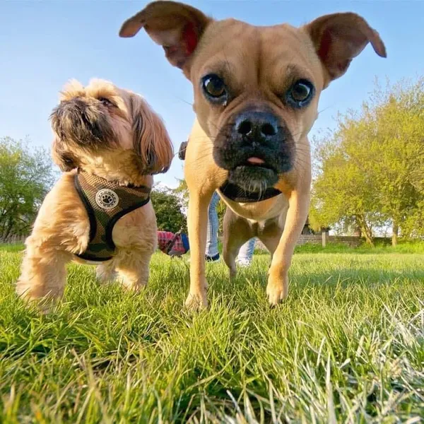 Freya's Meadow secure private dog field in Essex, CM20 3SD