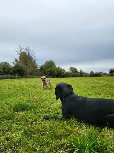 Evesham Dog Walking Field secure private dog field in Evesham, WR11 4TR