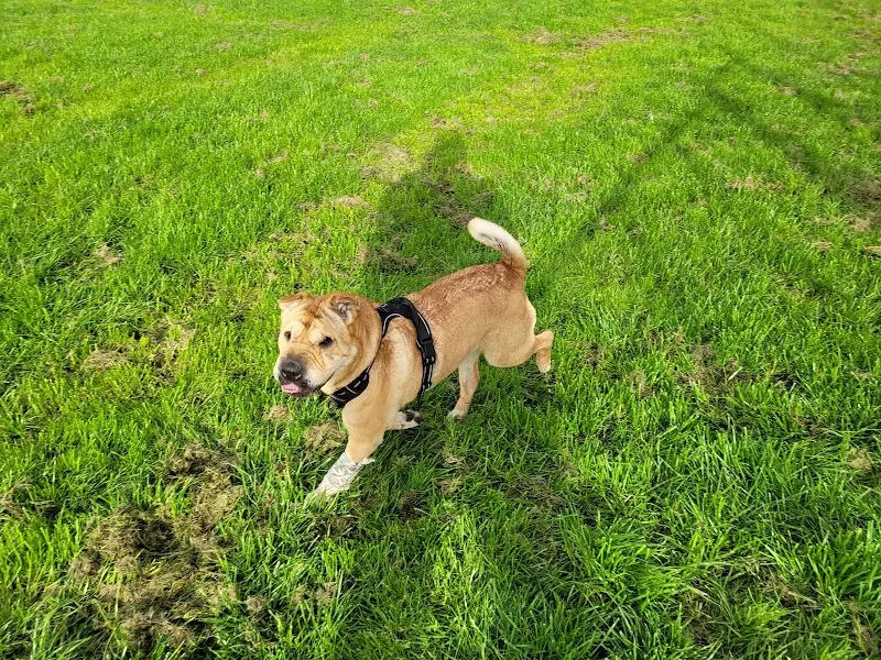 Paddocks For Paws secure private dog field in Near Leek, ST13 7EX