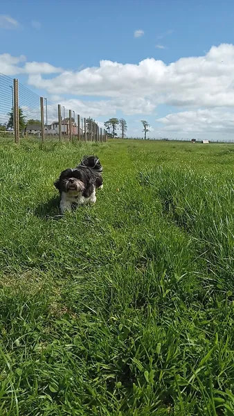 Paws 2 Run secure private dog field in Annan, DG12 5LN