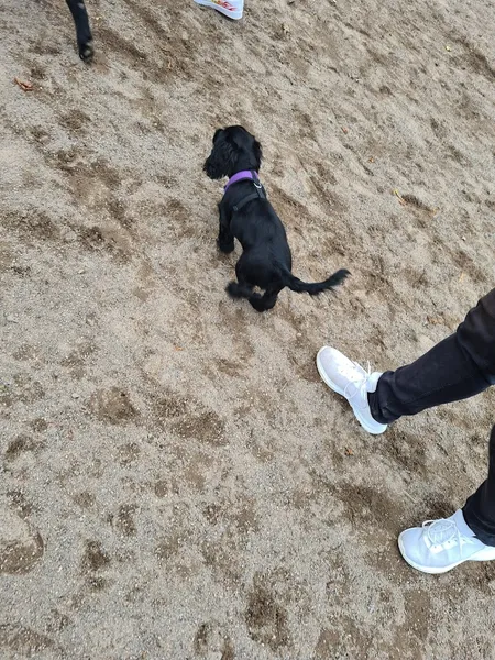 Run Free Dog Fields - Houston secure private dog field in Johnstone, PA6 7BS