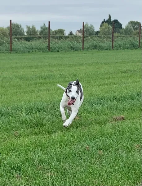 Pinchbeck Dog Paddock secure private dog field in West Pinchbeck, PE11 3TB