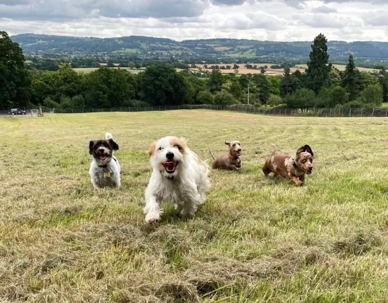 Rascals Run Dog Field secure private dog field in Gloucester, GL3 2LP