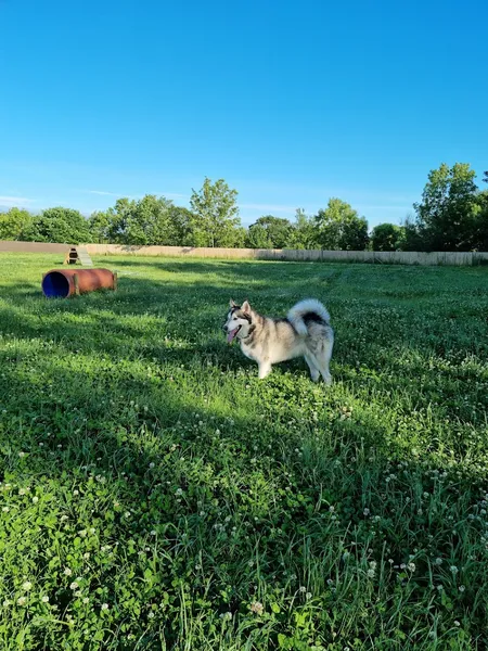 Pawsome Paddock Dog Park secure private dog field in Chester, CH1 6PH