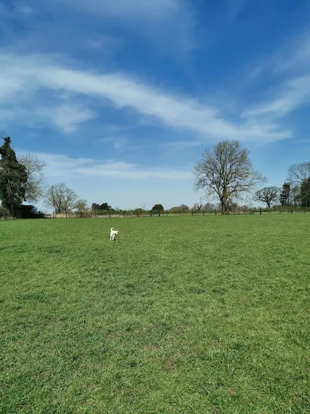 Harrington Dog Walking Field secure private dog field in Kettering, NN6 9NQ