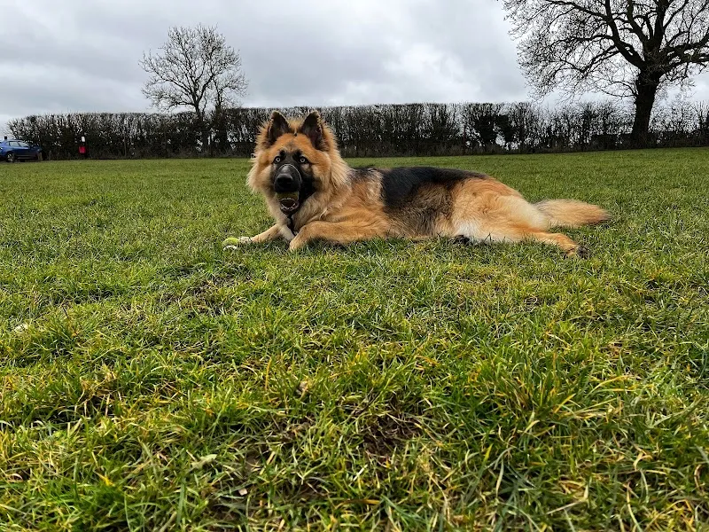 Harrington Dog Walking Field secure private dog field in Kettering, NN6 9NQ