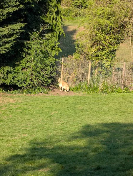 Fun and Run secure dog field secure private dog field in Dinas Powys, CF64 4TP