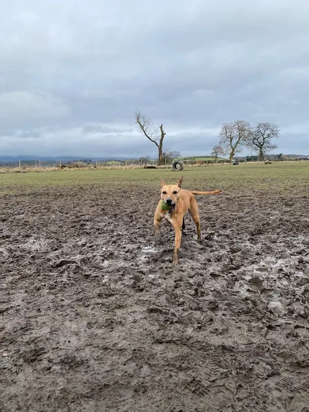 Run Free Dog Fields - Inchinnan secure private dog field in Inchinnan, PA4 9LX