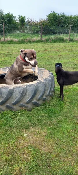South Acres Dog Fields - Thirsk secure private dog field in Thirsk, YO7 2LY