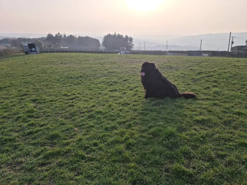 Lees Moor Paws secure private dog field in Keighley, BD21 5QF
