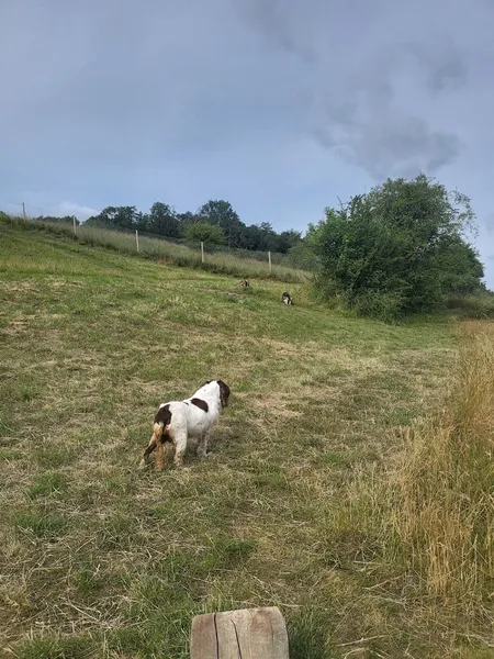 Walkies Secure Dog Paddock secure private dog field in Bath, BA2 6XJ