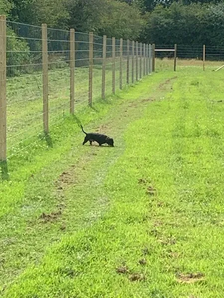 Bell Green Farm secure private dog field in DN14 9AL