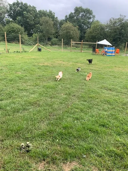 Bell Green Farm secure private dog field in DN14 9AL