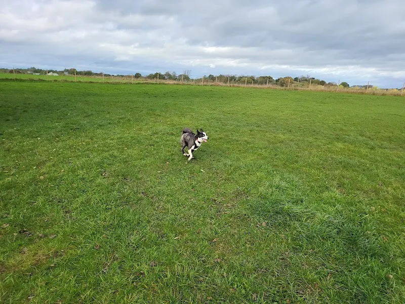 The Dogs Paddocks Middlewich secure private dog field in Middlewich, CW10 9NG