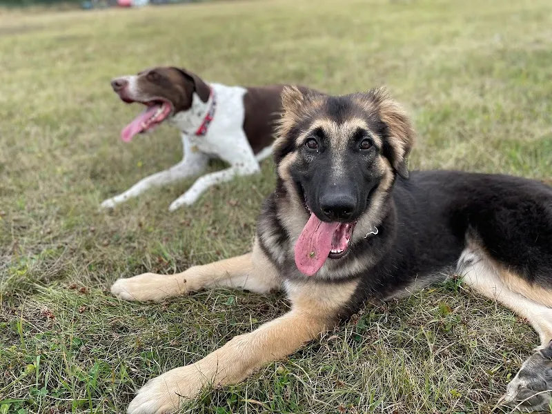 E & P Secure Dog Walking Field secure private dog field in Chedworth, GL54 4NF