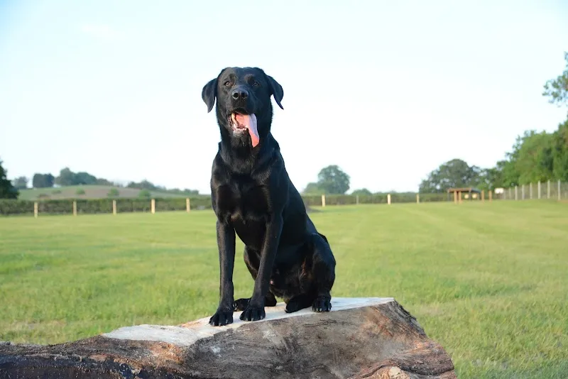 Warridge Paws secure private dog field in B61 9DW