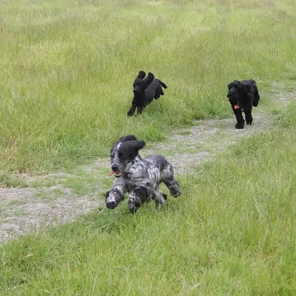 Hendred Hounds Secure Dog Field secure private dog field in Wantage, OX12 8JL