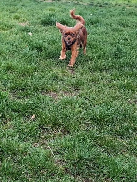 Fleurs Friendly Fields secure private dog field in Blidworth, NG210PE