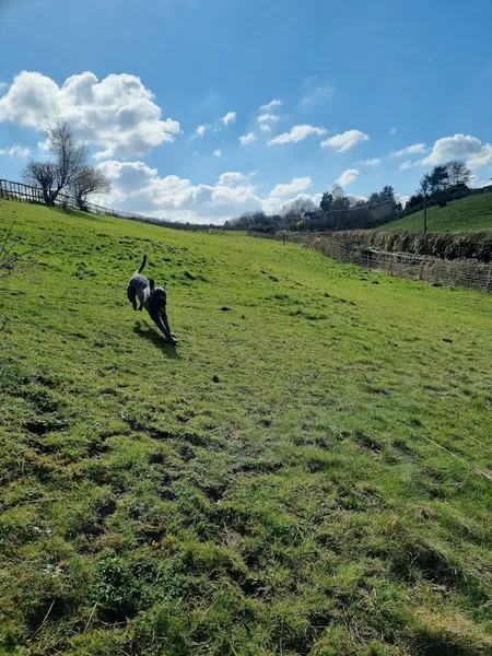 Mary’s Mutts secure private dog field in ME15 0LA