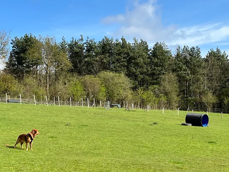 The Dog Walking Field - Pembury secure private dog field in Tunbridge Wells, TN2 4BZ