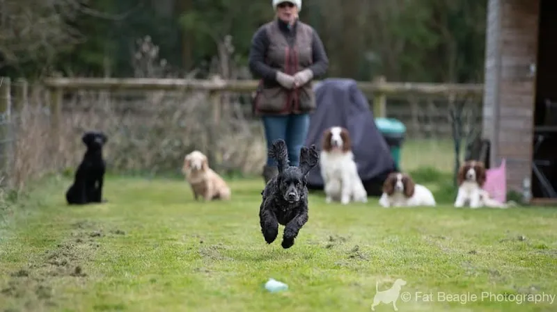 Mapowders Training secure private dog field in EX23 9NR