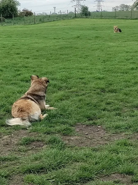 Run Free Dog Fields - Cambuslang secure private dog field in Cambuslang, G72 8YD