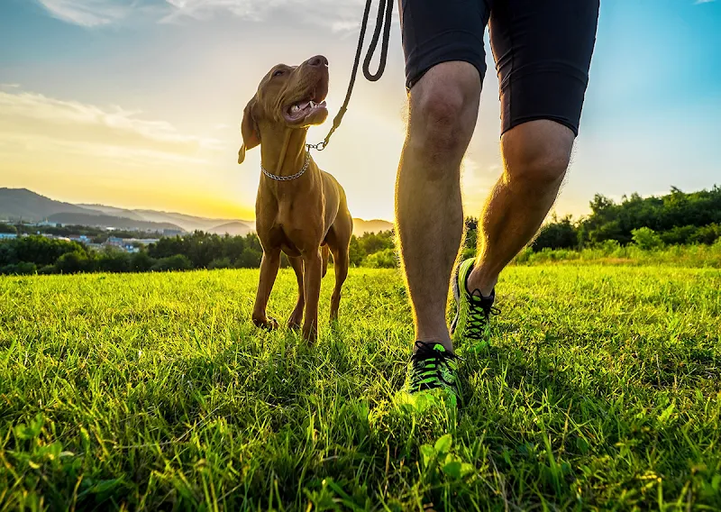 Copthorne Canines secure private dog field in Crawley, RH10 3HY
