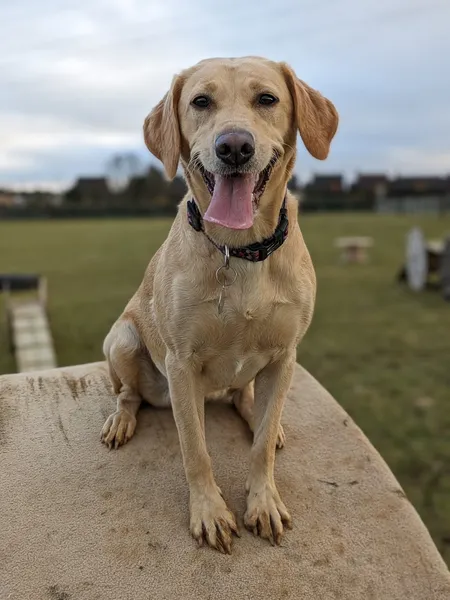 Cherry Meadows - Secure Dog Field secure private dog field in Banbury, OX17 2EN