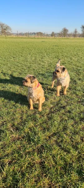 Tilly's off lead play park secure private dog field in Barkston, NG32 2PA