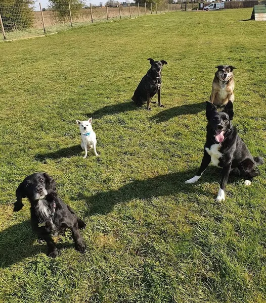 Milo's Meadow (Heckington off Lead Dog Park) secure private dog field in Heckington, NG34 9ND