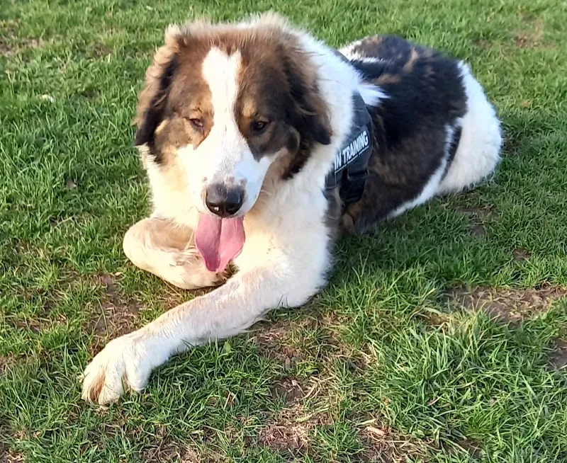 Grow Walkies - Chelmsford secure private dog field in Chelmsford, CM3 3HJ