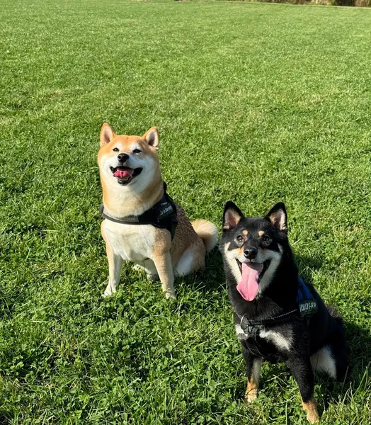 Lowfield Meadow Enclosed Dog Exercise Field secure private dog field in South Milford, LS25 5AU