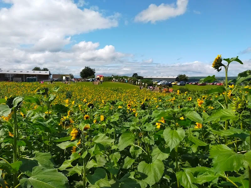Pencoed Fach Farm secure private dog field in Blackwood, NP12 0BQ