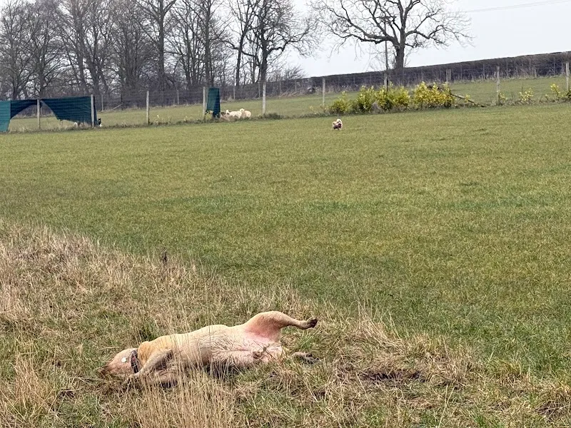 Berties Field secure private dog field in York, YO43 3JN